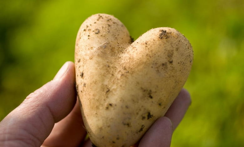 How to grow potatoes indoors https://organicgardeningeek.com