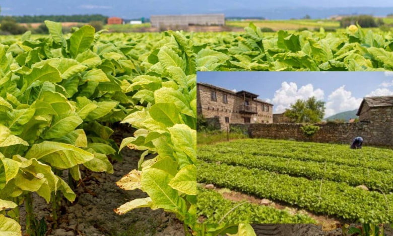 Growing tobacco indoors the right way https://organicgardeningeek.com