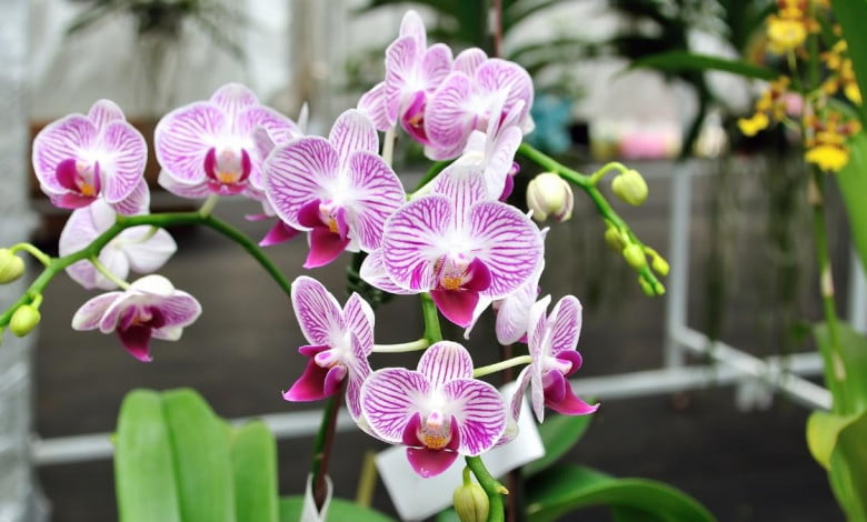 how to grow orchid plant indoors at home correctly https://organicgardeningeek.com