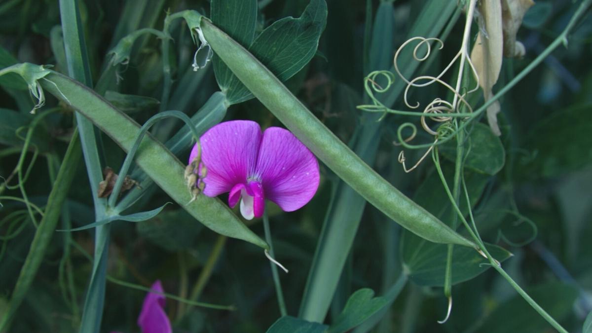 You are currently viewing 10 Tips for Growing and Planting Sweet Peas: