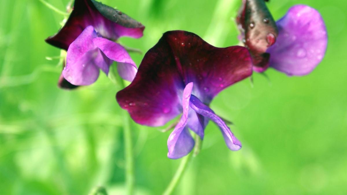 10 Useful tips for growing and planting sweet peas in your garden https://organicgardeningeek.com