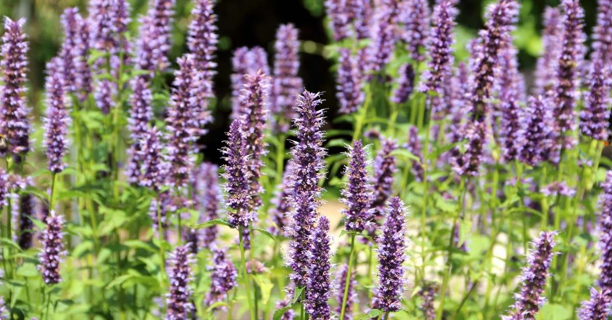 Read more about the article Agastache Blue Fortune: Propagating and Growing