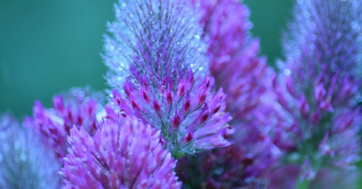 Agastache Blue Fortune: Propagating and Growing -How To Grow Agastache https://organicgardeningeek.com