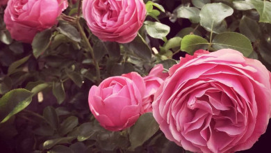 antique roses growing and care - Optaining rose from antique rose emperum and planting https://organicgardeningeek.com