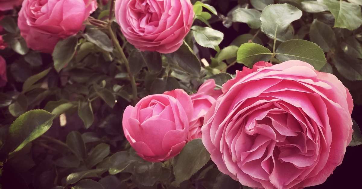 antique roses growing and care - Optaining rose from antique rose emperum and planting https://organicgardeningeek.com