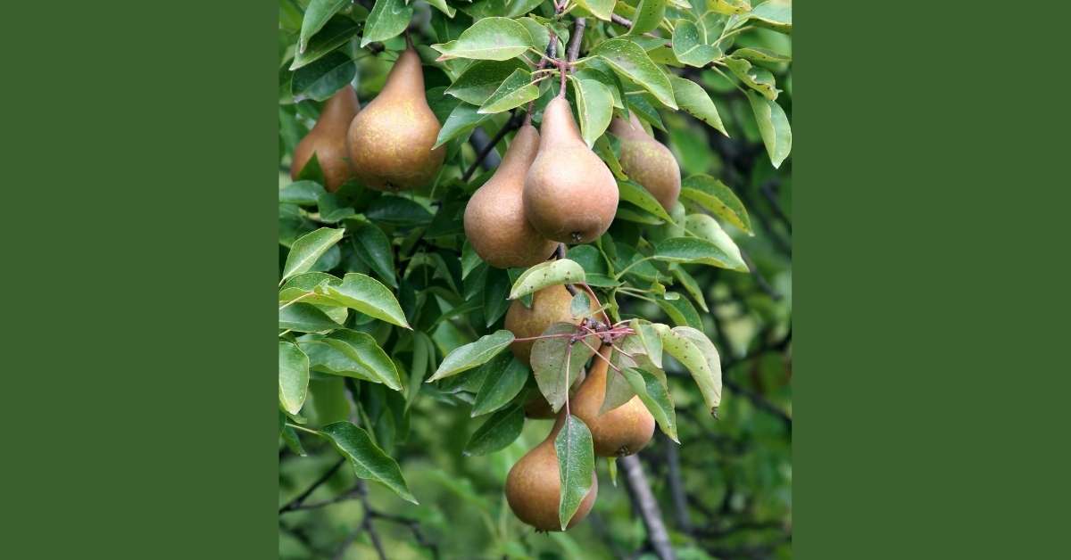 Zone 5 perennials - Beurre Bosc Pear https://organicgardeningeek.com