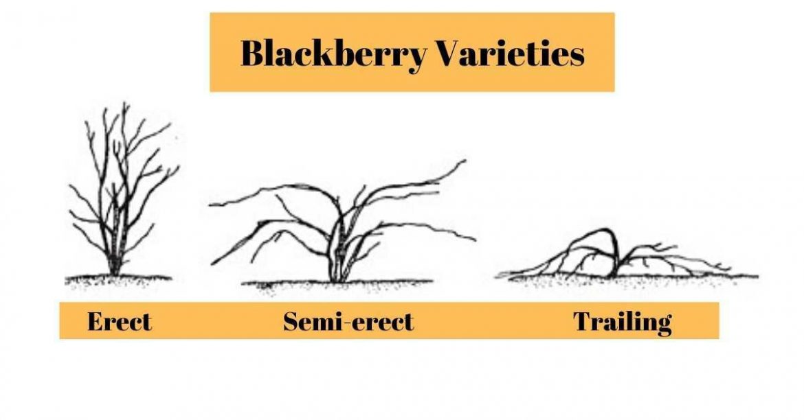 How To Grow Blackberry Plants Successfully