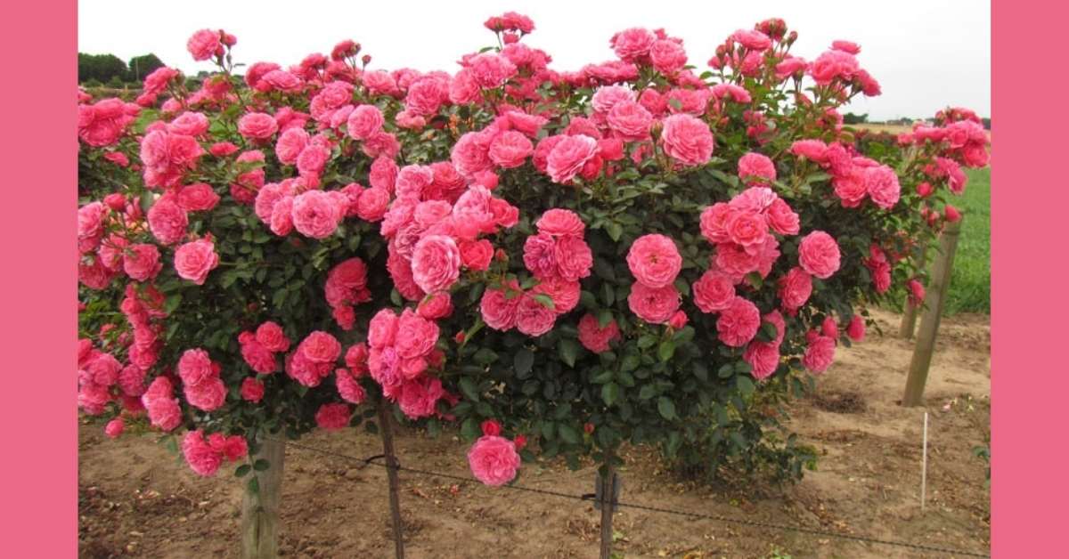 Roses are highly mixed. A floribunda could be dubbed the modern rose. Here are the best floribunda roses you can plant today https://organicgardeningeek.com