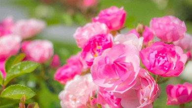 The best floribunda rose you can plant today https://organicgardeningeek.com