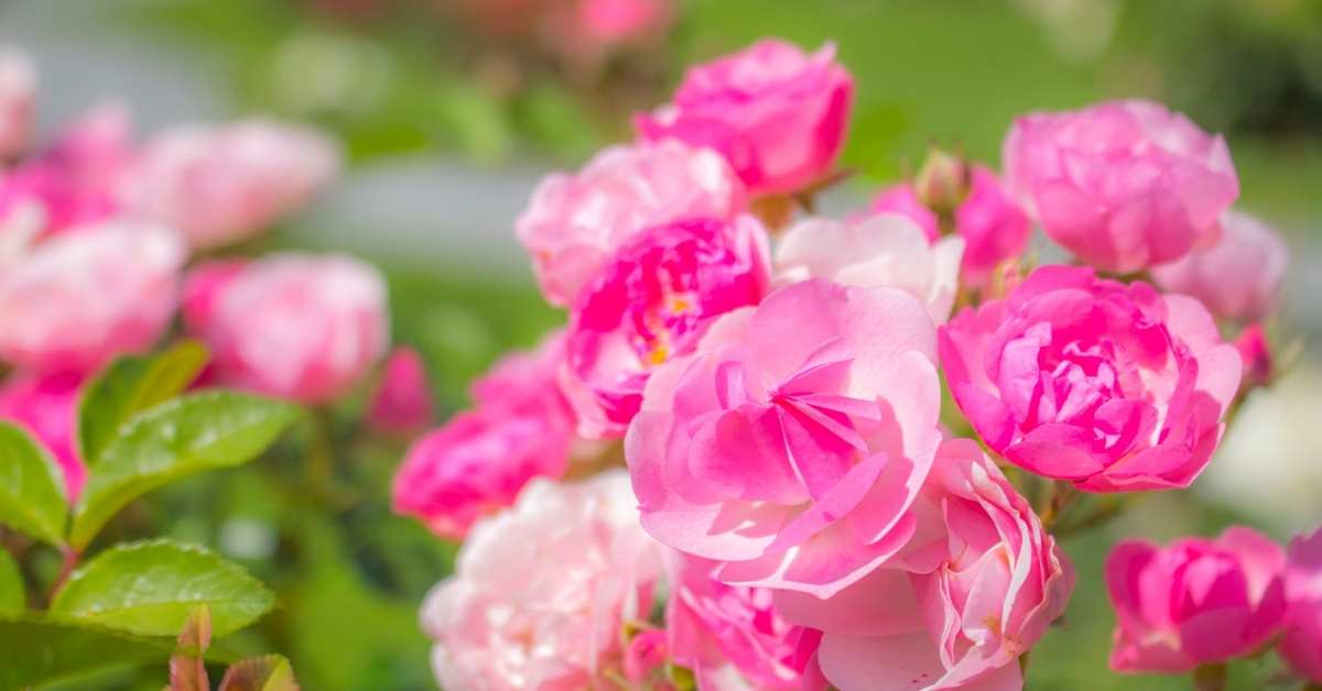 Read more about the article Have You Heard of Floribunda Rose?