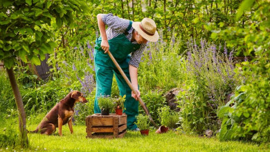 pet friendly gardening tips https://organicgardeningeek.com