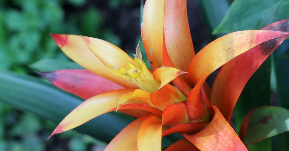 bromeliads - best varieties- how to grow and care bromeliads - Pets Safety - Is Bromeliad toxic to cats? https://organicgardeningeek.com