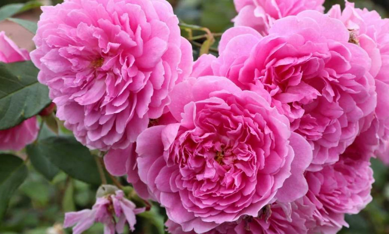 Best roses for hedges you need to plant now https://organicgardeningeek.com