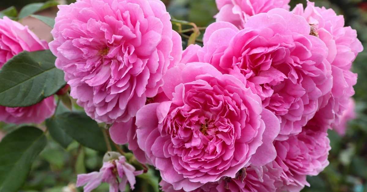 Best roses for hedges you need to plant now - fragrant cloud hybrid tea rose-  https://organicgardeningeek.com