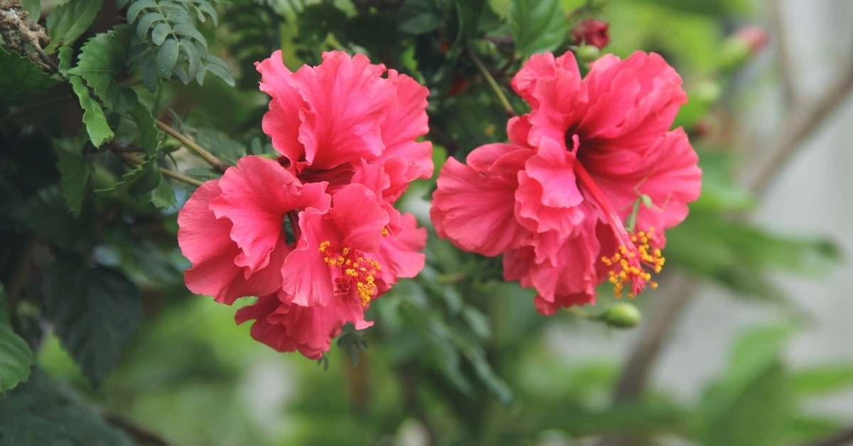 Read more about the article Growing Hibiscus Plants: 10 Great Tips And More to Grow And Care Hibiscus