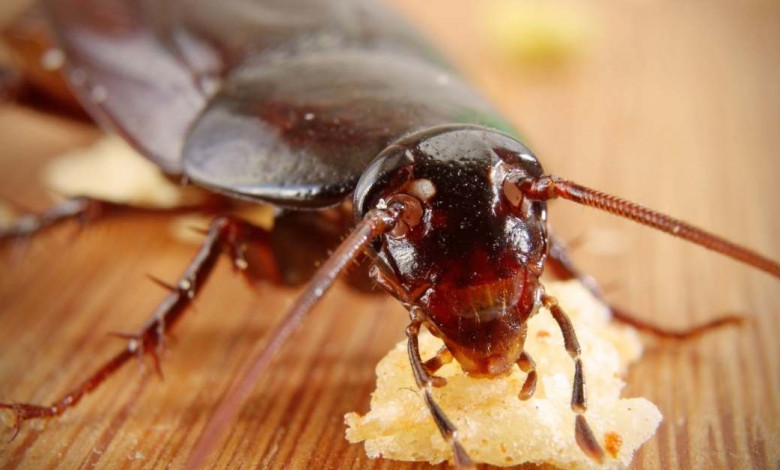 How to get rid of cochroaches at home https://organicgardeningeek.com