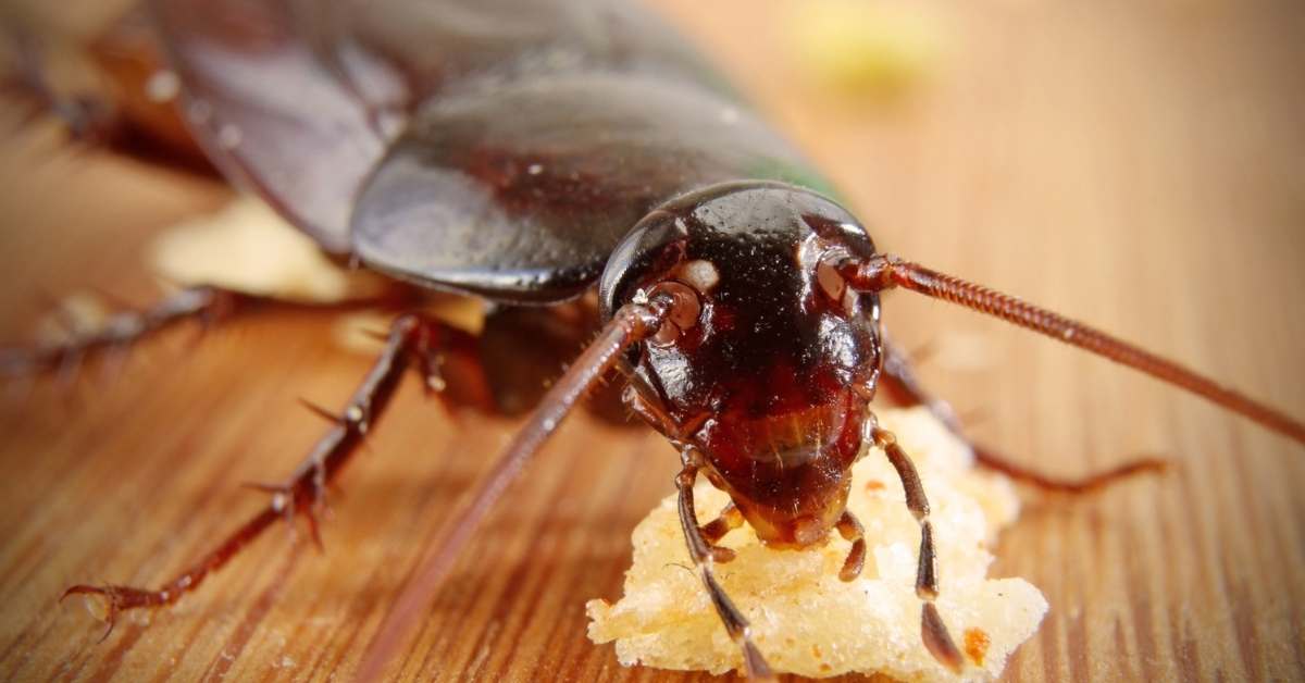 You are currently viewing How to Get Rid of Roaches Now | The Ultimate Guide!
