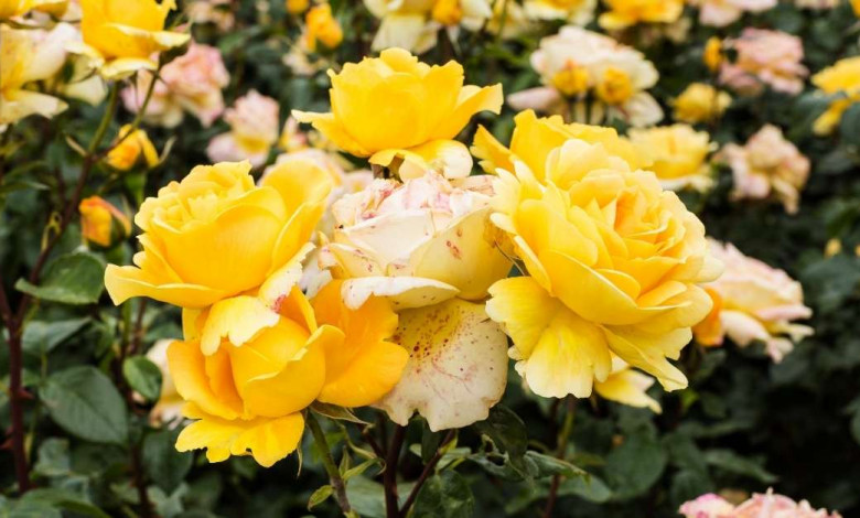 Yellow fragrant roses https://organicgardeningeek.com