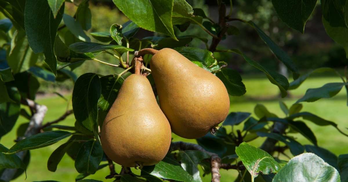 Kieffer pear tree to grow in my zone https://organicgardeningeek.com