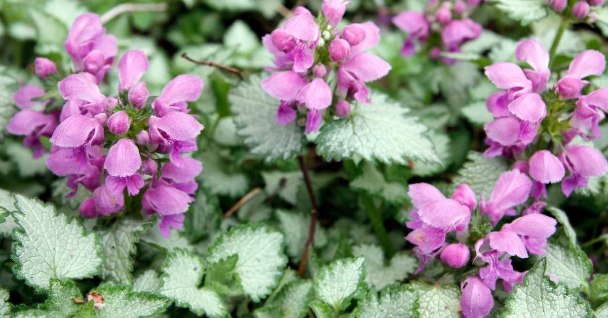 You are currently viewing Propagate Lamium Purpureum Cuttings (Dead-Nettles)