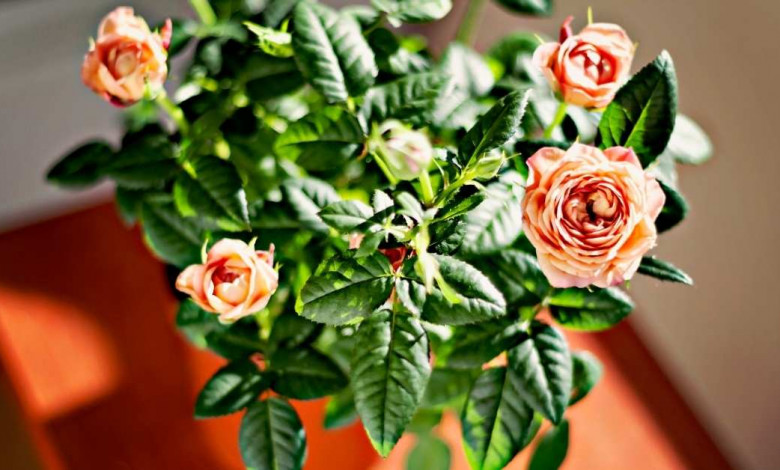 Best miniature roses to plant https://organicgardeningeek.com
