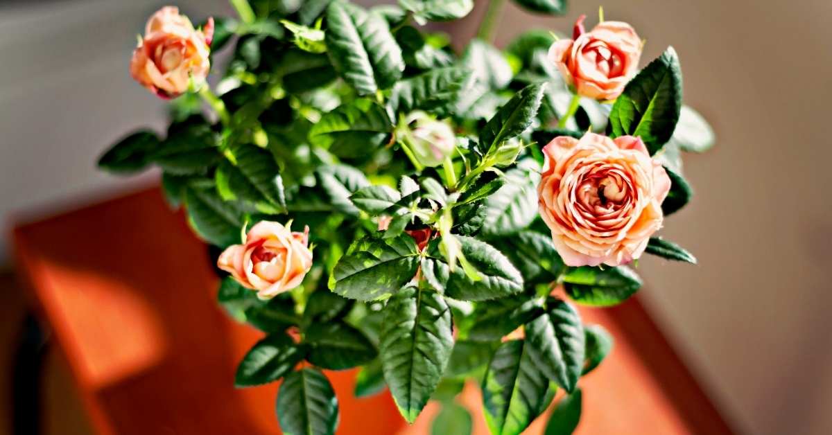 Read more about the article 9 Best Miniature Roses in Pots You Can Pick Now
