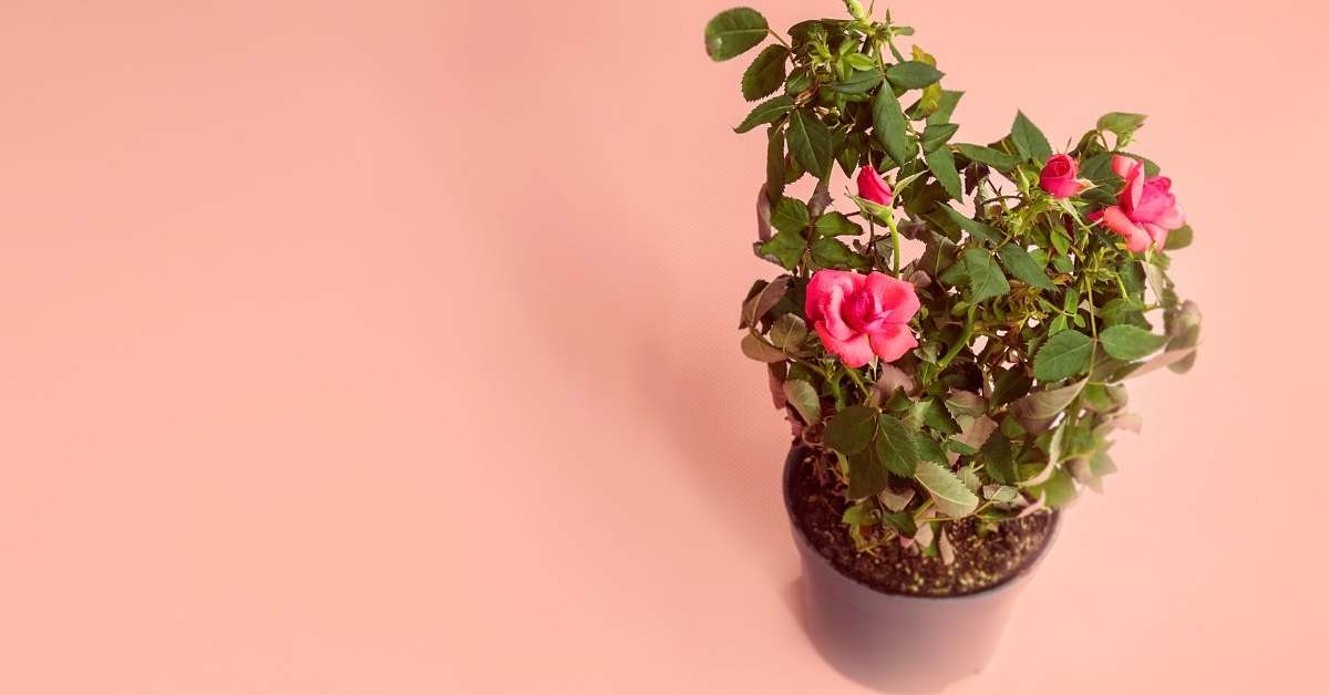 How Big Are Miniature Roses? https://organicgardeningeek.com