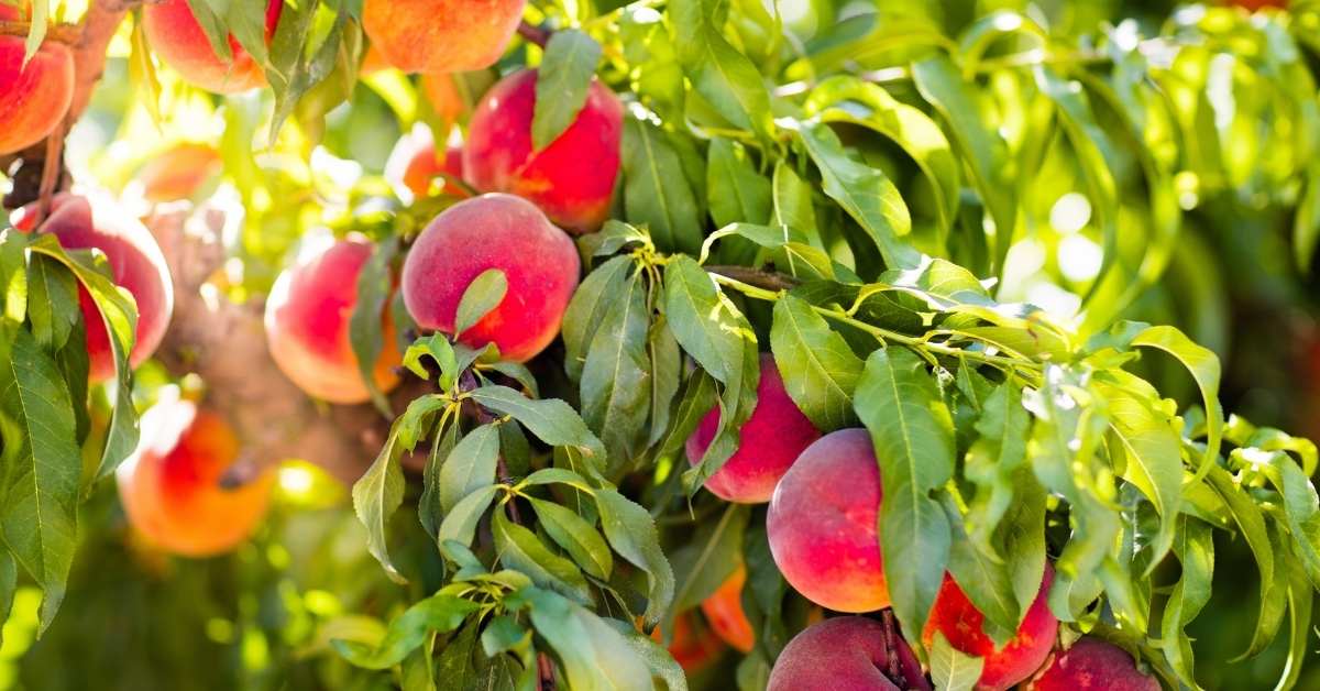 Best Tasting Peaches Zone 5-8