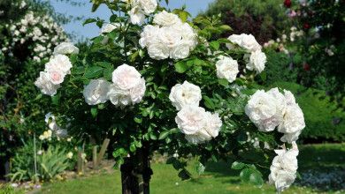 Rose shrubs benefits https://organicgardeningeek.com
