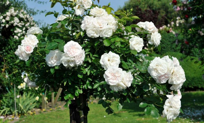Rose shrubs benefits https://organicgardeningeek.com