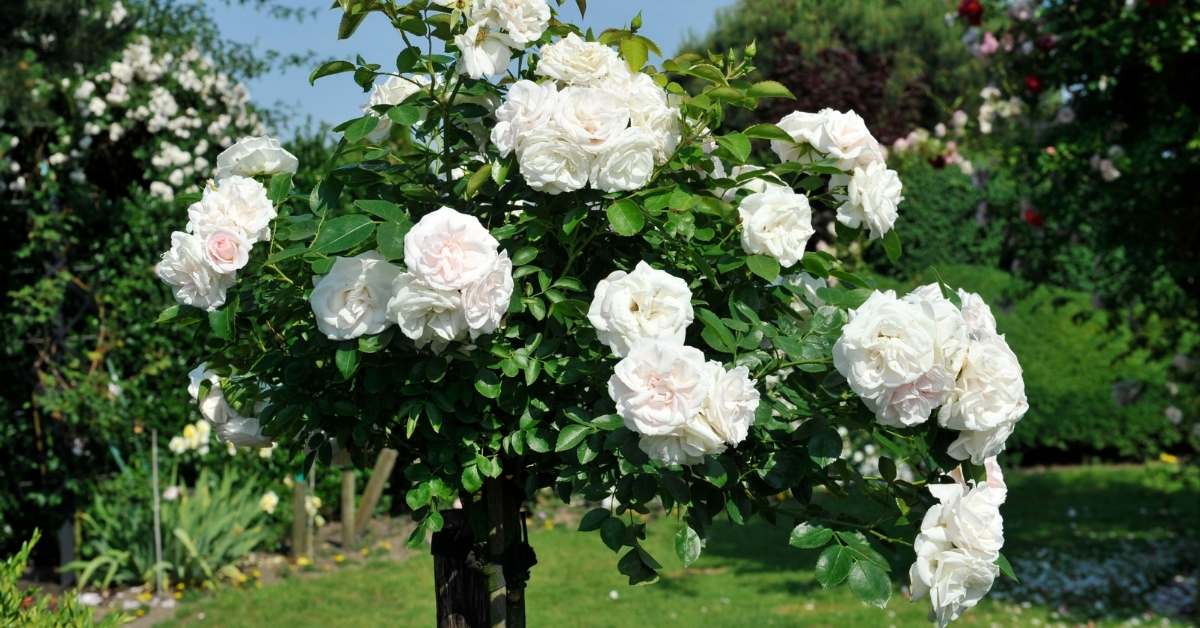 You are currently viewing The Benefits of Rose Shrubs