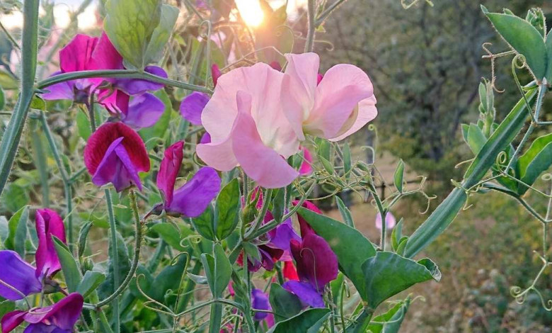 Most fragrant roses advice for gardening https://organicgardeningeek.com