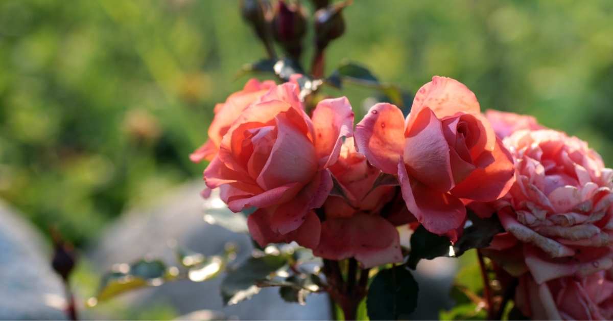 Tahitian Sunset Hybrid Tea Roses - https://organicgardeningeek.com