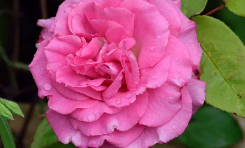 Zephirine Drouhin – Thornless Climber best thornless roses to plant https://organicgardeningeek.com