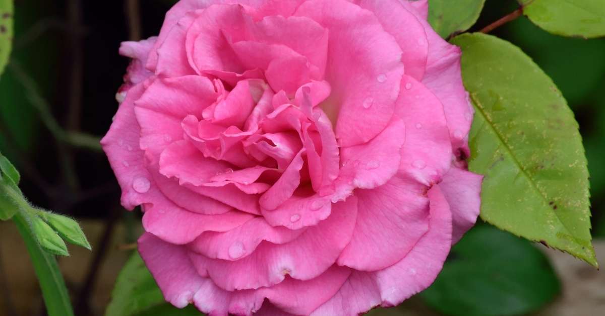 You are currently viewing 3 Best Easy Care Thornless Roses