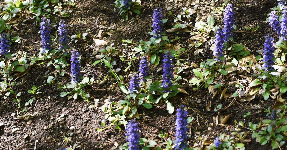 How To Grow Ajuga Reptans Bugleweed, How To Get Rid Of Ajuga Ground Cover