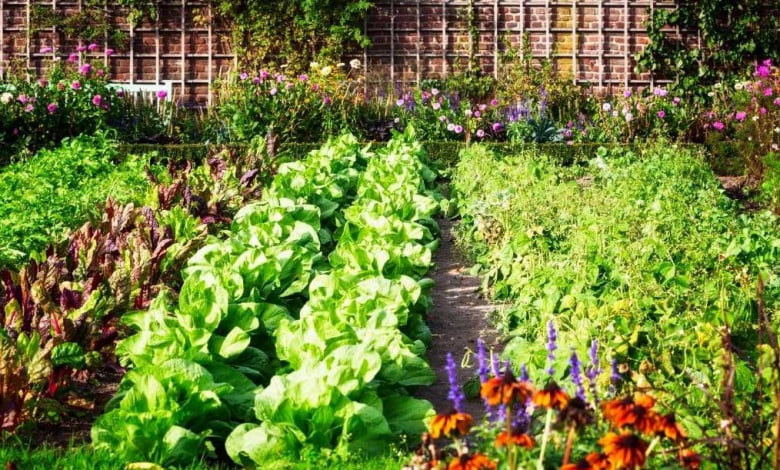 How to Start a Vegetable Garden From Scratch https://organicgardeningeek.com