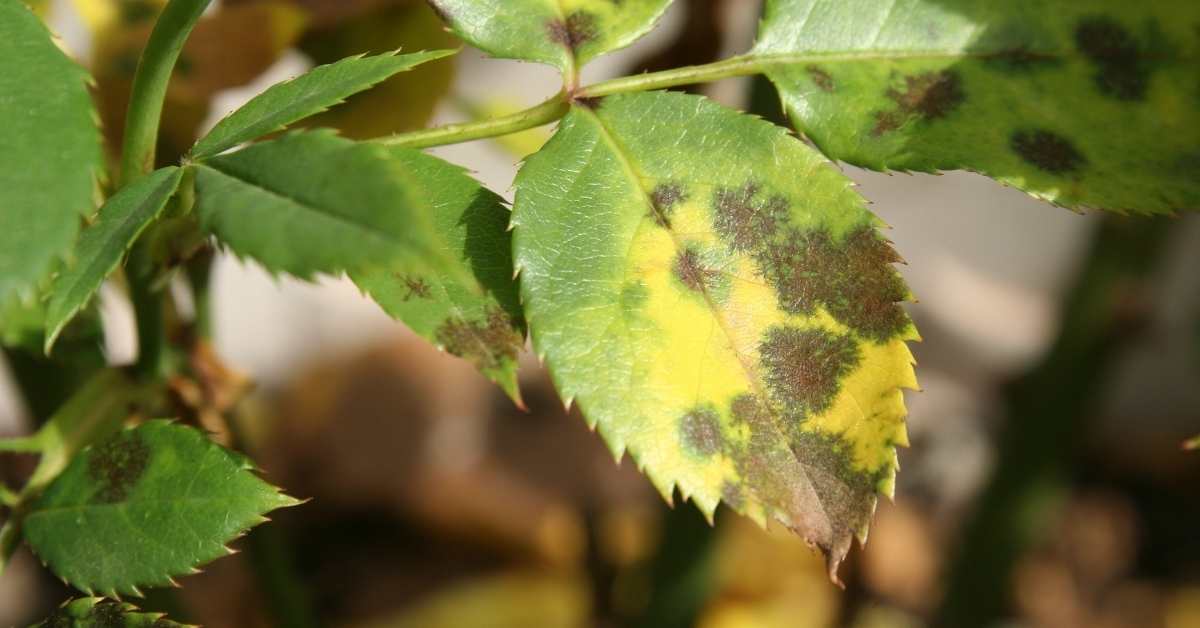 The black spot fungus on roses, how to detect and cure https://organicgardeningeek.com