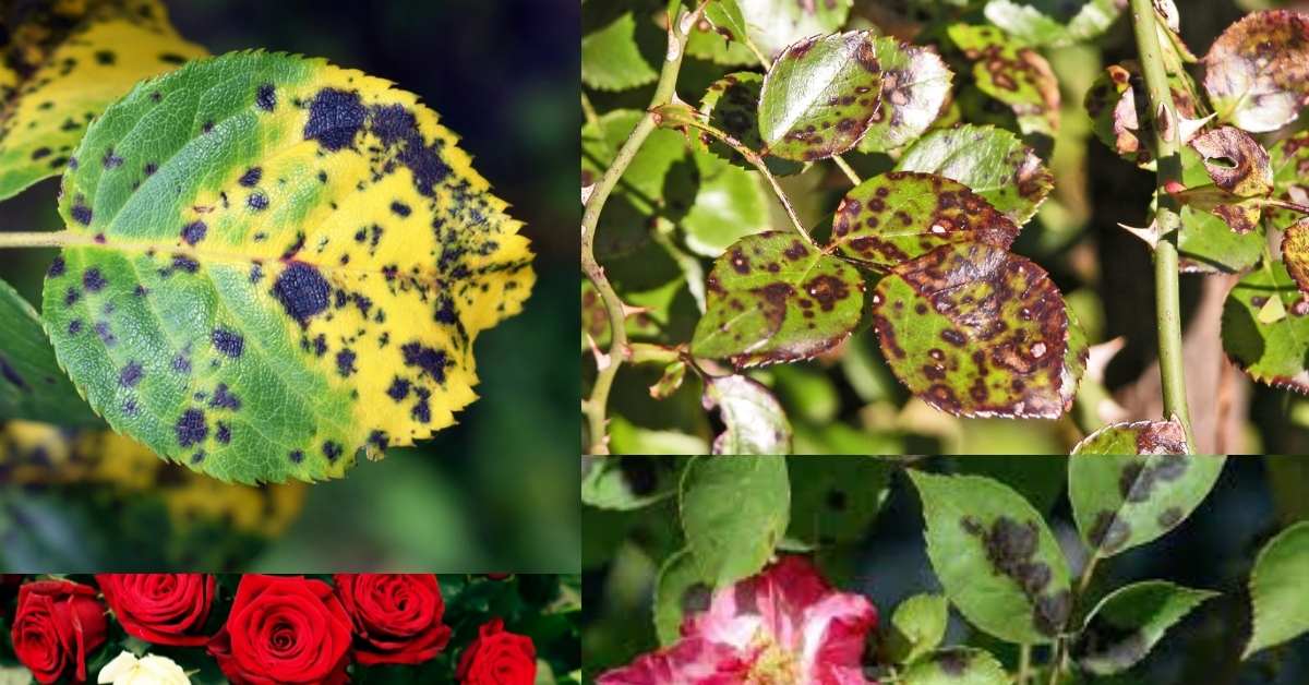 Black Spot Fungus on Roses | https://organicgardeningeek.com