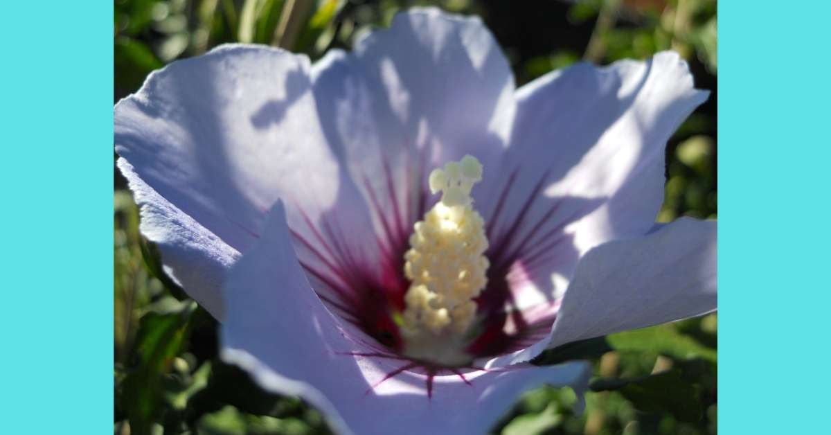 blue hibiscus wildflower case - https://organicgardeningeek.com