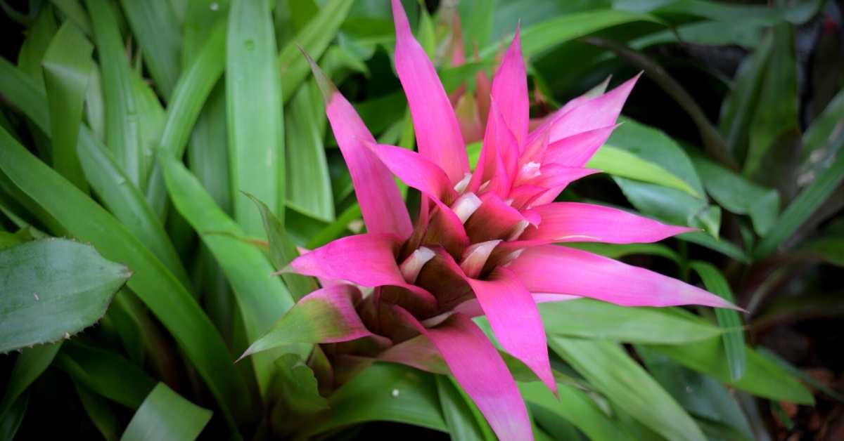Use these bromeliad growing tips for growth and success https://organicgardeningeek.com