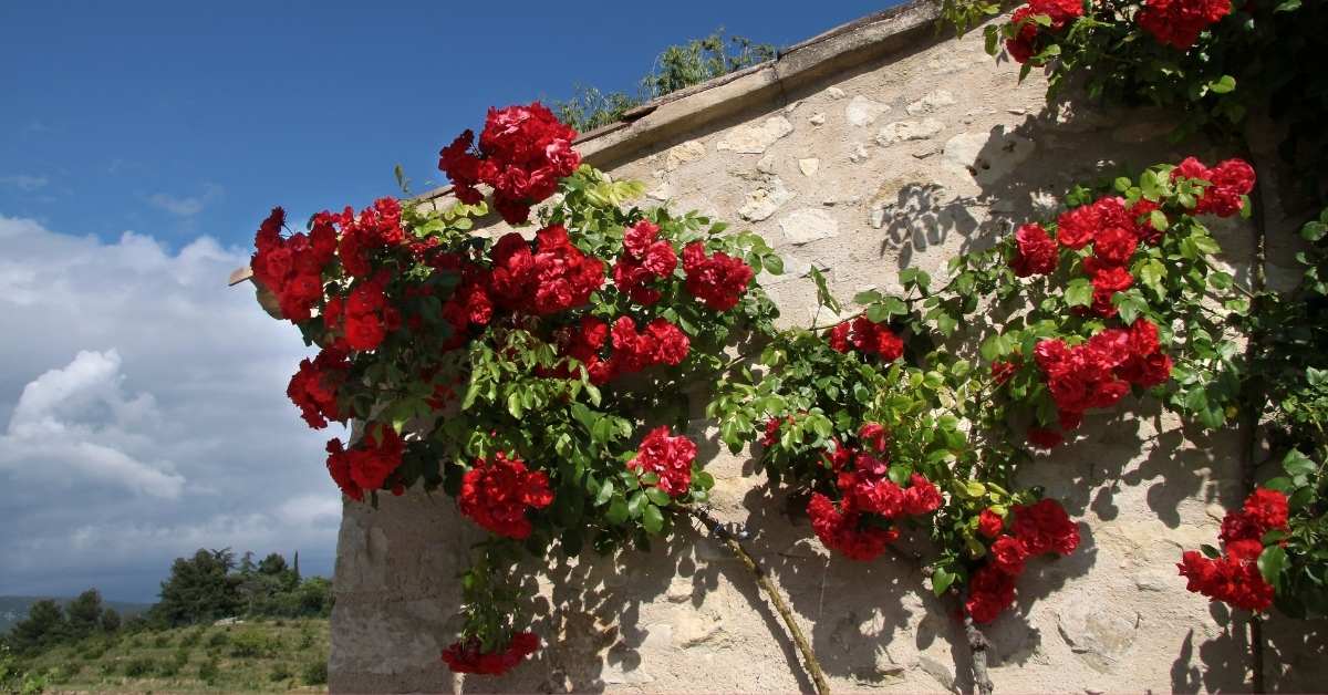 what are the best climbing roses to pick - The most demanded 15 climbing roses https://organicgardeningeek.com