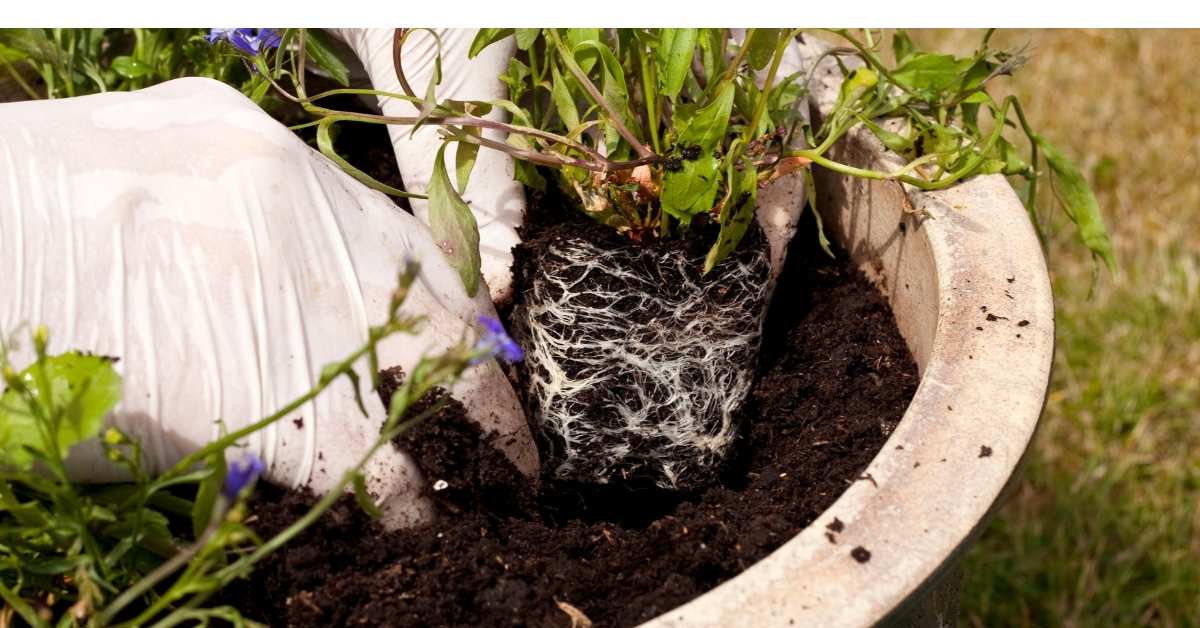 Container plant watering - day or night what is the best time for watering plants? https://organicgardeningeek.com