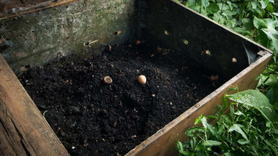 Hw to make cotton burr composting at home https://organicgardeningeek.com