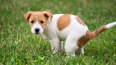 how to stop dogs pooing or urinating on your lawn or yard https://organicgardeningeel.com