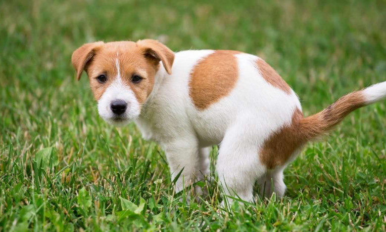 how to stop dogs pooing or urinating on your lawn or yard https://organicgardeningeel.com