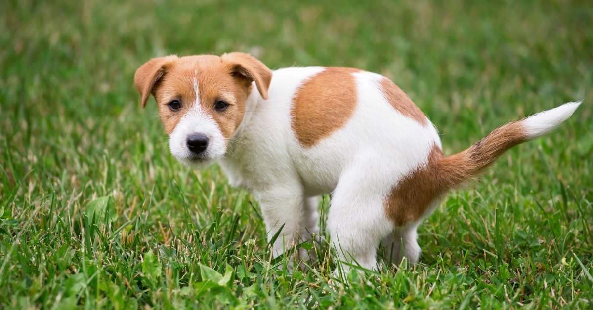 Read more about the article How to Stop Dog Pooping on Your Lawn (6 Foolproof Ways)