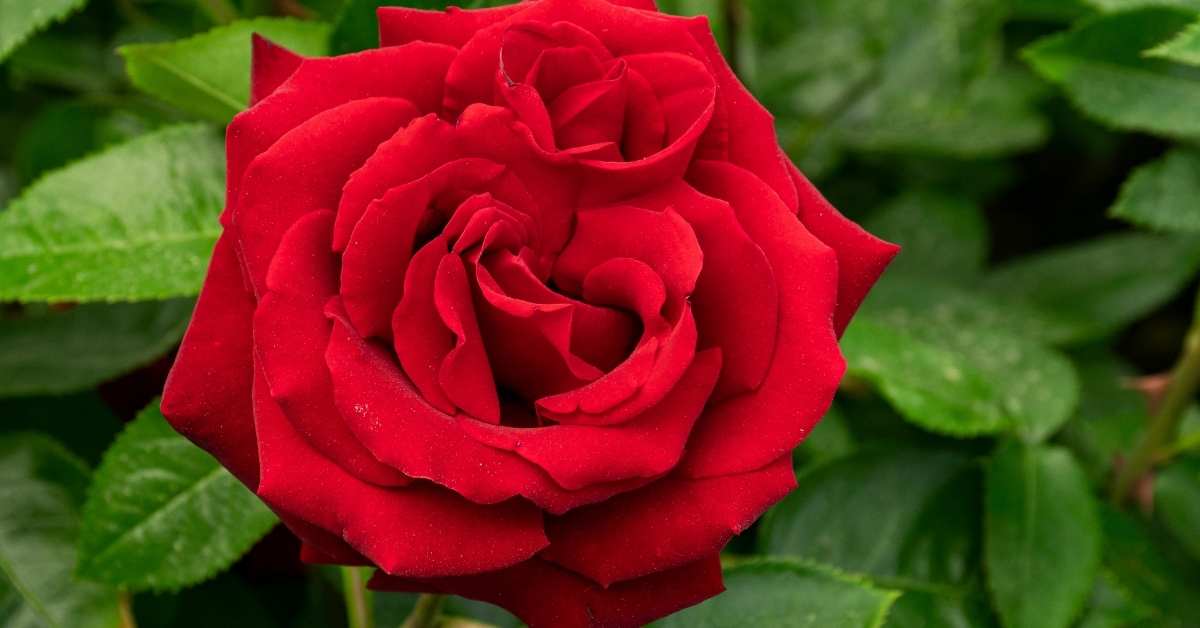 Double Red Simplicity hedge rose  - Hedge Rose - Double Red Simplicity https://organicgardeningeek.com