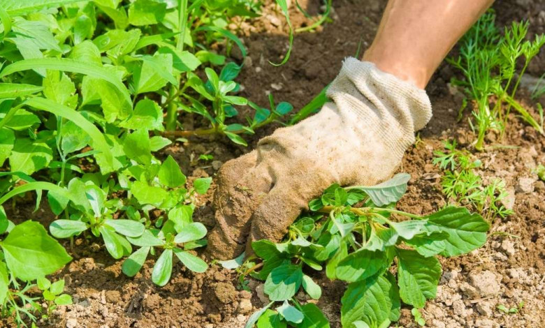 Edible weeds from your garden https://organicgardeningeek.com