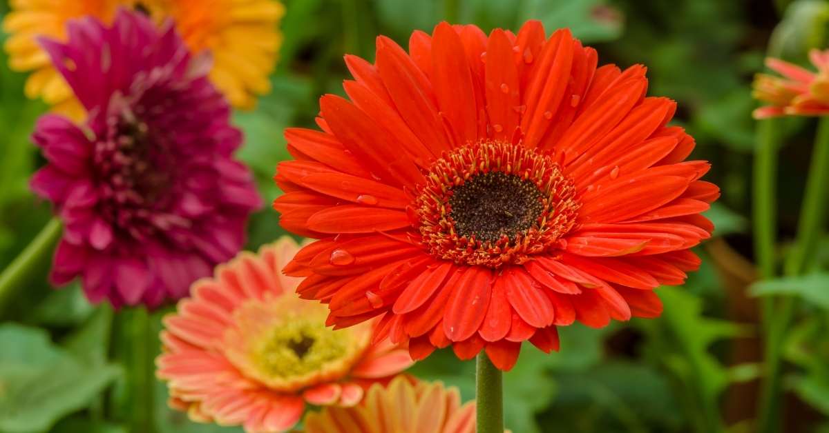 You are currently viewing Gerbera Daisies: Ultimate Guide on How To Grow and Care For Gerbera Daisy